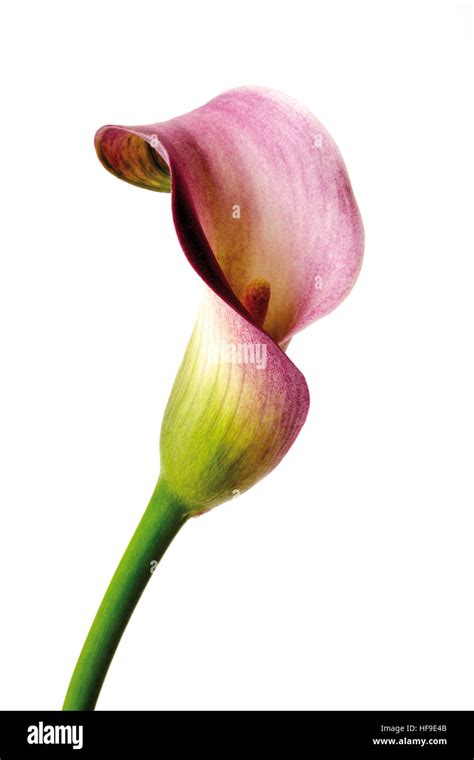 Calla Lily (Zantedeschia Stock Photo - Alamy