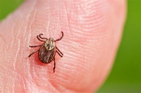 Статьи сообщества Грибы и Грибники Самарская область | ВКонтакте