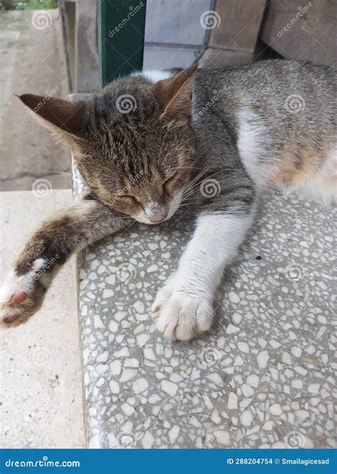 Cat,outside,Grey,street City Pusy Stock Photo - Image of city, pusy