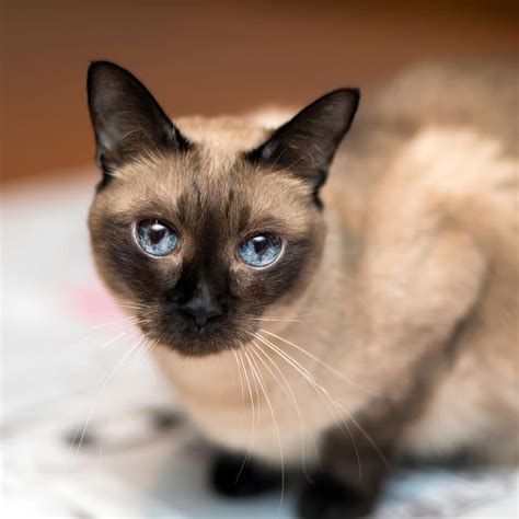 national siamese cat day april   national today