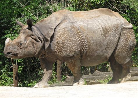 Rinoceronte É Herbívoro Carnívoro Ou Onívoro - Rinoceronte é Herbívoro Carnívoro Ou Onívoro - RedoEdu