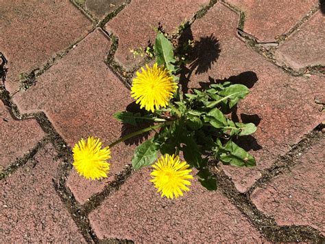 Urban Nature: Nature in the middle of the city - Biodiversity ...