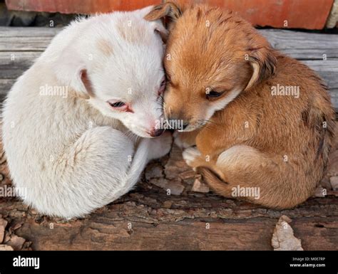 Two cute puppy Stock Photo - Alamy