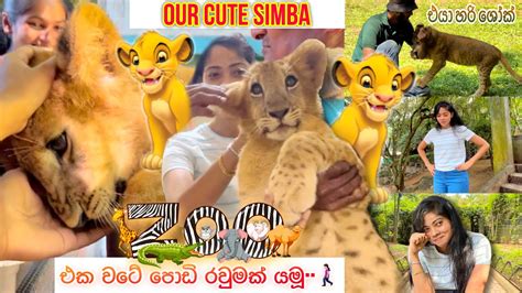 සිම්බා බලන්න ගියෝ...🦁 ️ | THIS CUTE LION CUB | Zoo එකේ පොඩි වටයක් #vlog ...