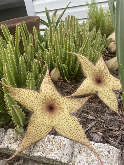 Discover more like Dontputyourdickinthat: DPYD in the Zulu Star, a