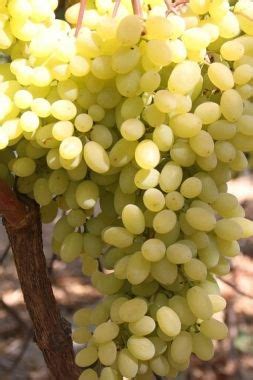 Виноград Гелиодор | Fruits photos, Grapes, Fruit