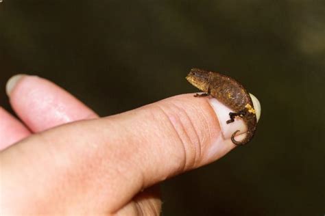 Pygmy Chameleon 101: Care, Habitat Setup, Lifespan...