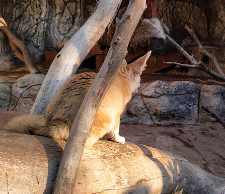 Rubah Fennec Gurun Di Kebun Binatang Foto Stok - Unduh Gambar Sekarang ...
