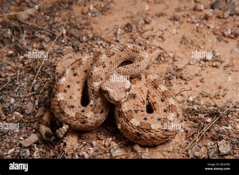 Sidewinder Rattlesnake