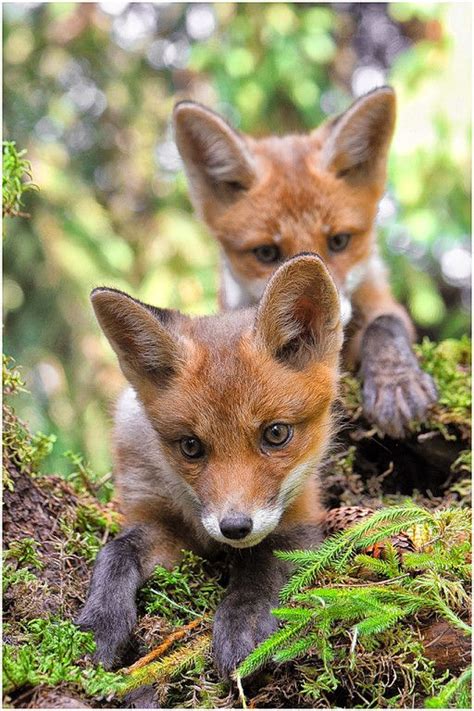Adorable Baby Foxes Playing in the Woods