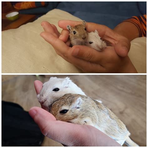 #gerbil on Tumblr