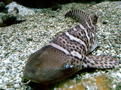 Zebra Sharks
