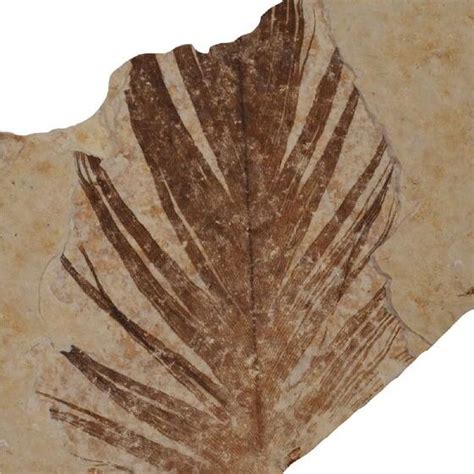 Dinosaur feathers reveal stronger links with modern day birds ...