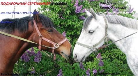 Подарочные сертификаты — Конный клуб Дзержинский