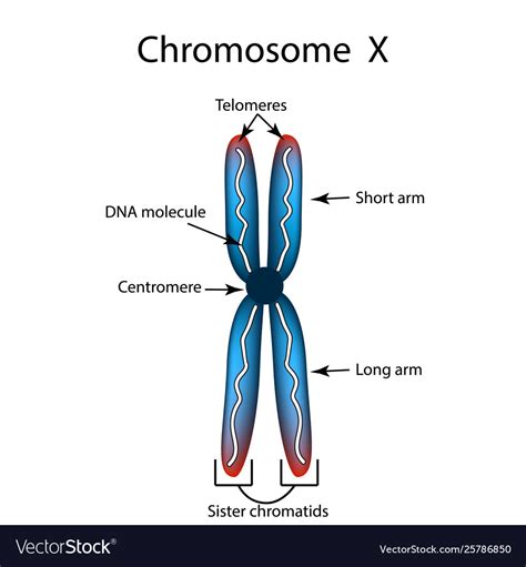 The structure chromosome infographics Royalty Free Vector
