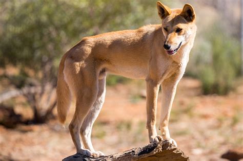 facts   australian dingo doggodigest