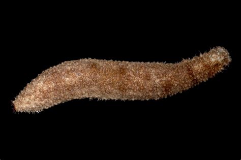 Holothuroidea | François Michonneau, PhD