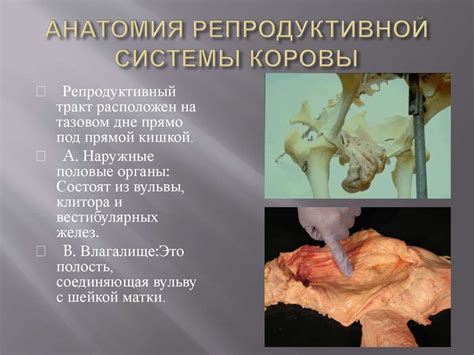 Искусственное осеменение коров - презентация онлайн