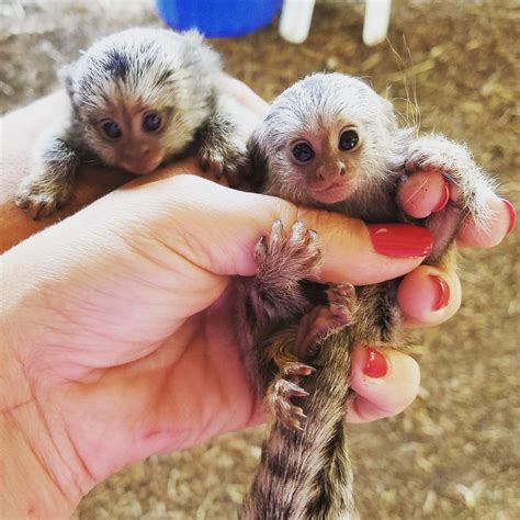 Marmoset Monkeys- The Basics in Pet care