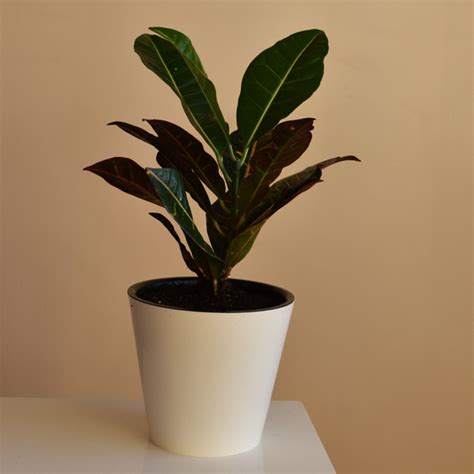 Кодиеум Петра Codiaeum variegatum Petra Кротон Petra Croton Petra, 16 ...