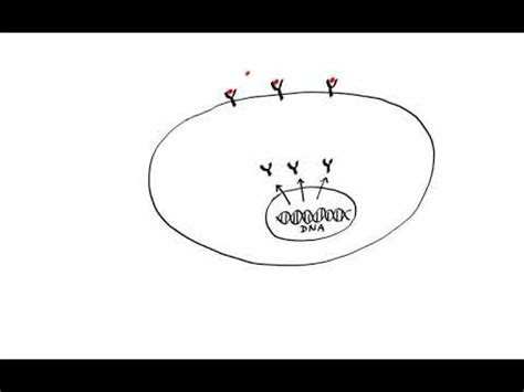 Pharmacology PHARMACODYNAMICS - YouTube