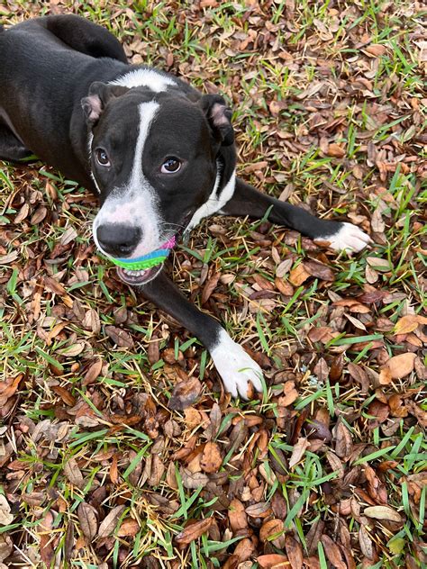 pet circle regional animal center 4
