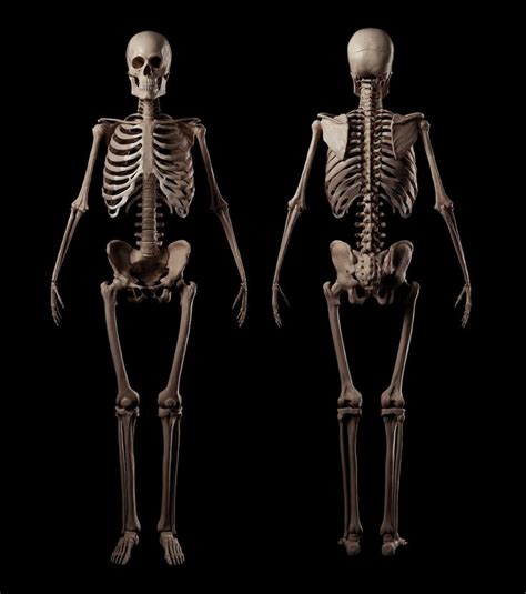 Скелет человека on Behance | Human skeleton anatomy, Human skeleton ...