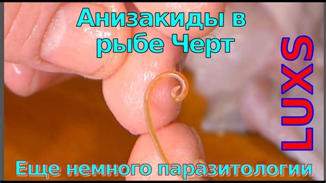 Паразиты в рыбе Черт | Анизакиды - YouTube