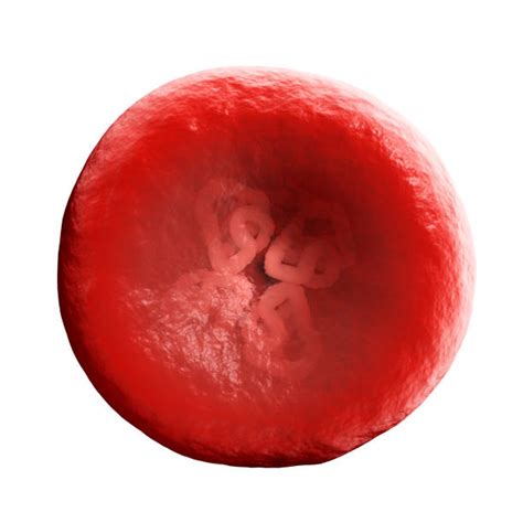 Hemoglobin Iron Stock Photos, Pictures & Royalty-Free Images - iStock