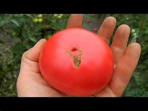 Томат Новый большой гном. Начало созревания плодов. - YouTube
