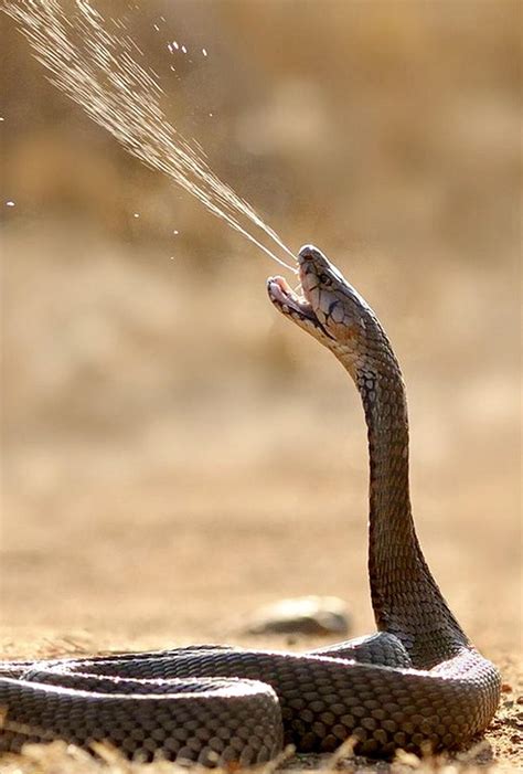 A snake ejecting its venom : r/snakes