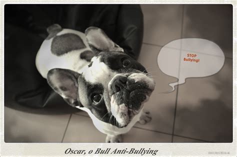 Oscar o Bull Anti–Bullying: Vítima, Agressor, Espectador, Defensor