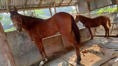 ghodar hat facebook