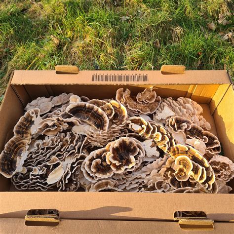 Health Benefits of Turkey Tail Mushrooms — Mushroom Culture