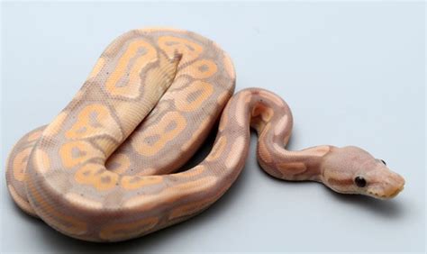 Cinnamon Banana Ball Python