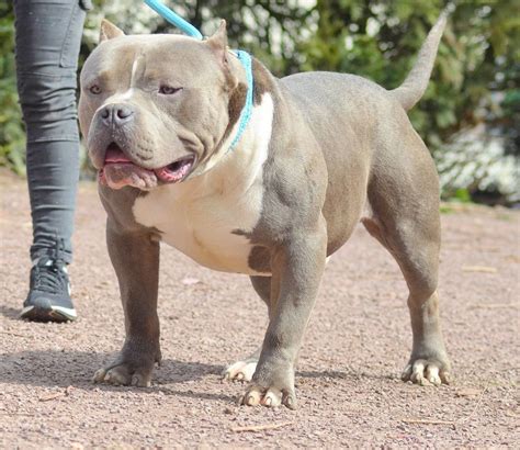 Xl Pitbull Puppies For Sale