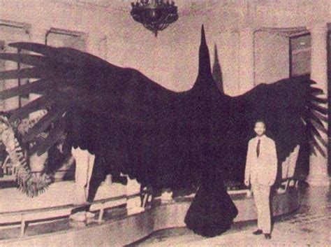 The biggest bird ever lived : r/memes