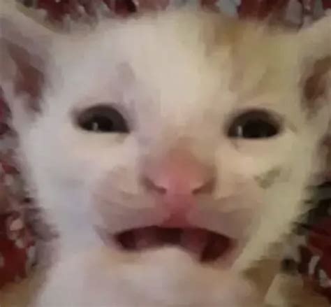 Pin on best meme haha funny pics