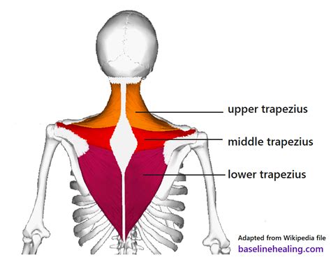 Upper body to Base-Line connection - the trapezius muscles