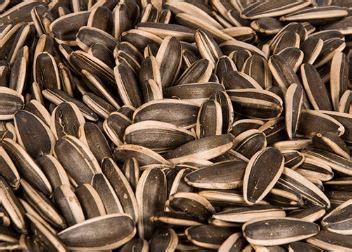 G1006706 - Laboratory Grade Seeds, Sunflower - 250g | GLS Educational ...