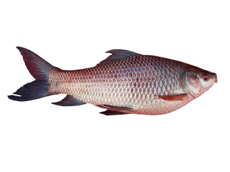 മൂല്യവത്തായ നന്മകള്‍: Meen Valarthal (Fish Farming) - Rui Fish