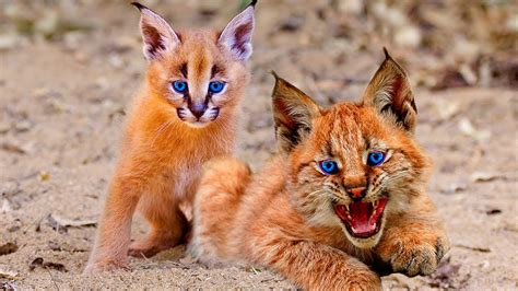 11 Rarest Cat Breeds In The World - YouTube