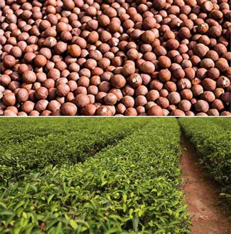 Tea Seed Germination, Conditions, Time, Process | Agri Farming