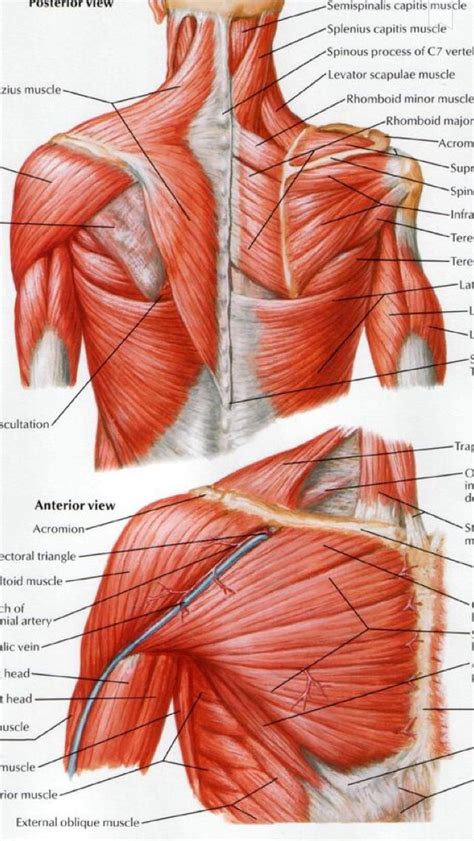 Shoulder muscles diagram | Anatomia muscolare, Anatomia umana, Sistema muscolare