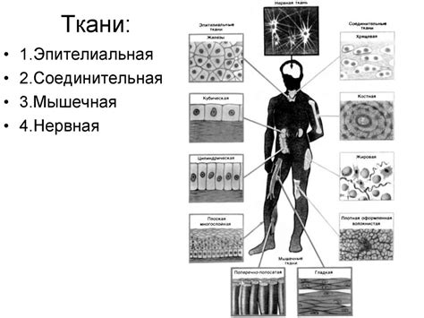 Основы гистологии - презентация онлайн