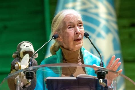 Jane Goodall, icon of primatology and environmentalism, dies