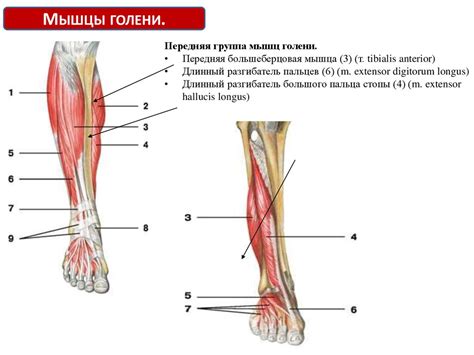 Строение мышцы как органа - презентация онлайн