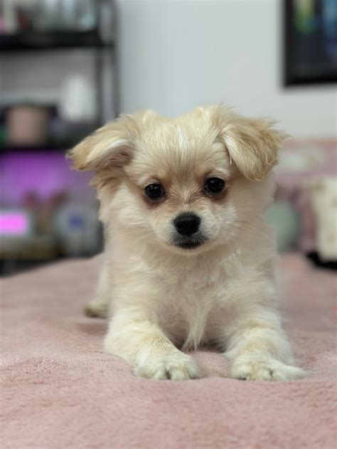 Female Pomeranian puppies | Dogs & Puppies for Rehoming | City of ...