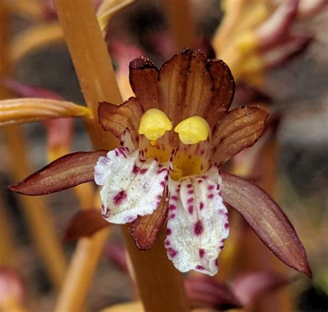 Mutant double flower on a spotted coralroot orchid (𝘊𝘰𝘳𝘢𝘭𝘭𝘰𝘳𝘩𝘪𝘻𝘢