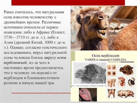 Натуральная оспа - презентация онлайн